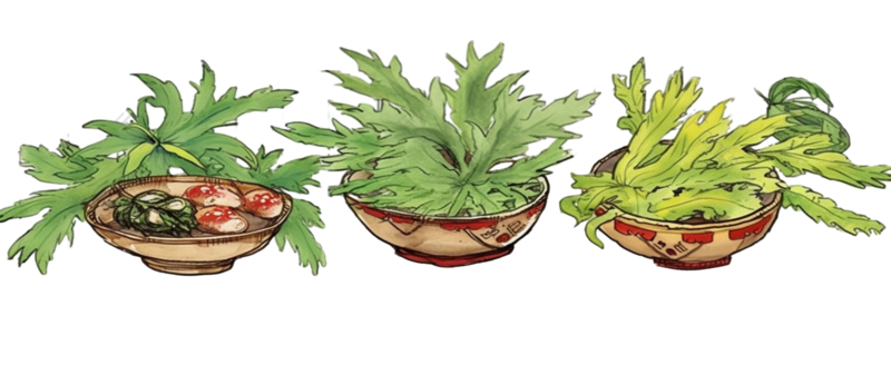 小满图片,蔬菜元素,植物PNG,免抠素材